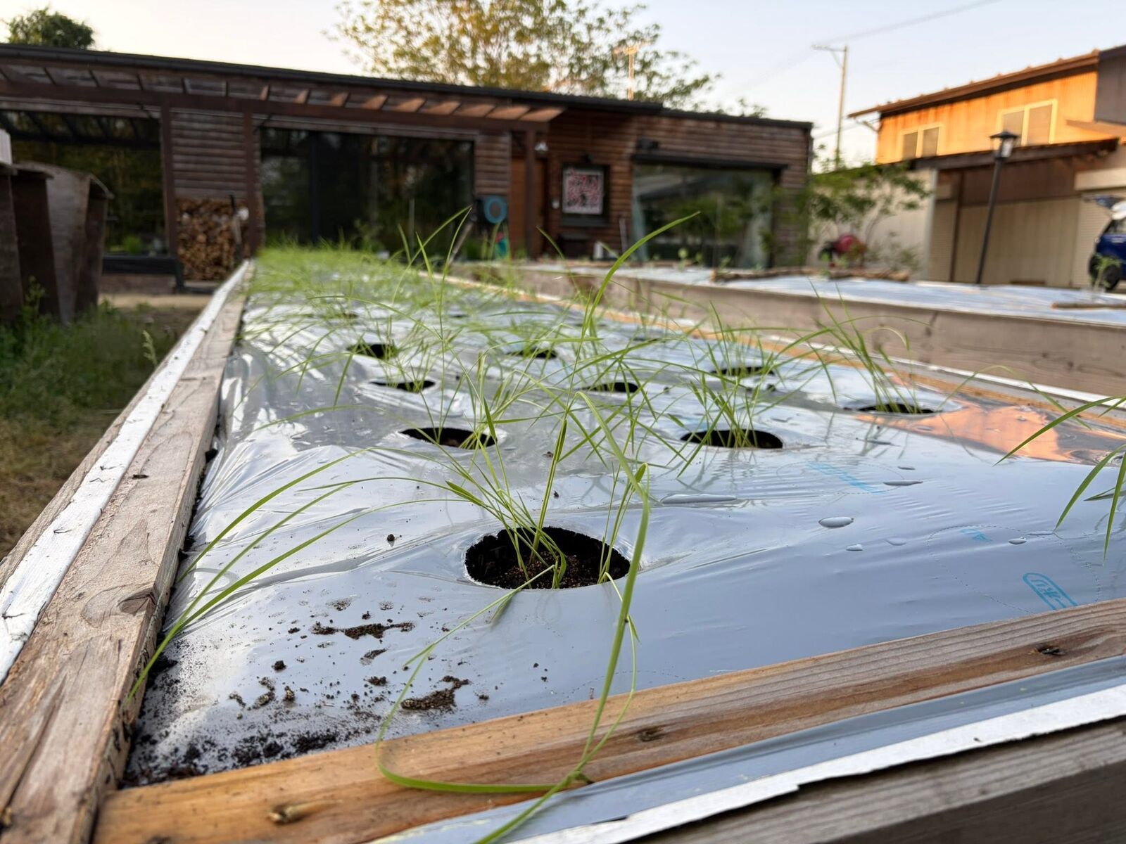 レイズドベッドに、稲を植える