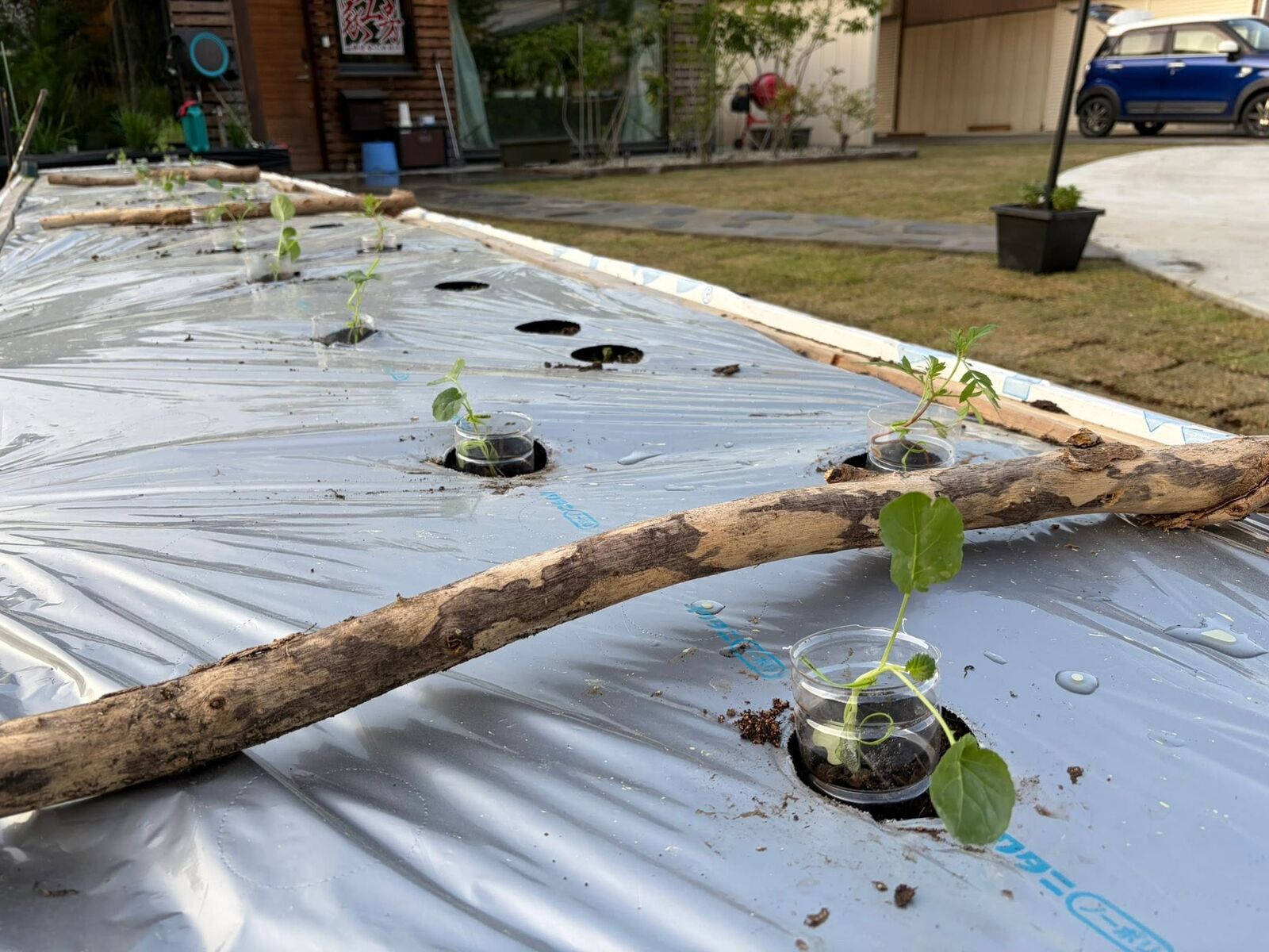 レイズドベッドに、稲を植える