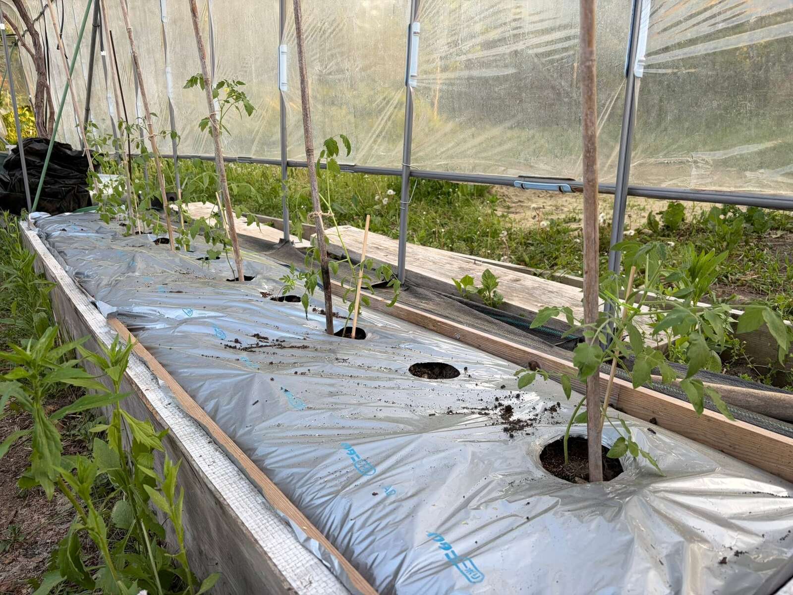 レイズドベッドに、稲を植える