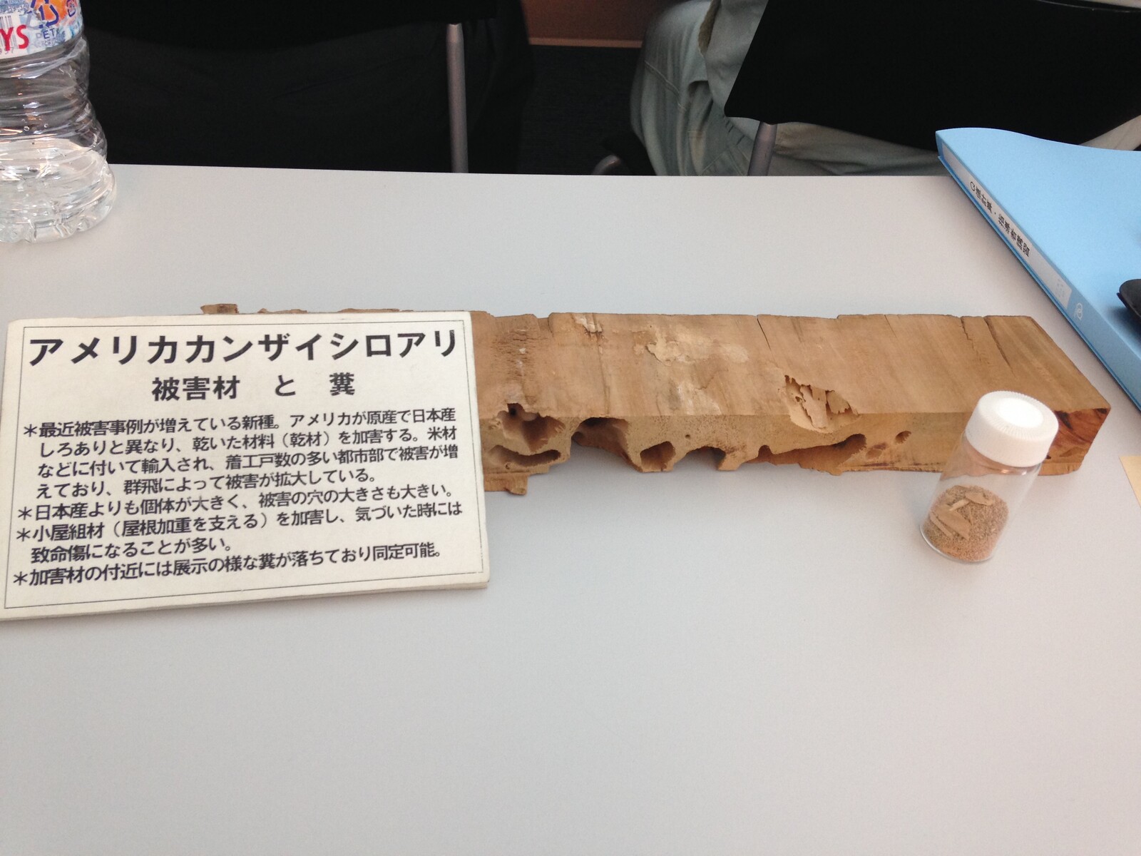 アメリカカンザイシロアリの被害材